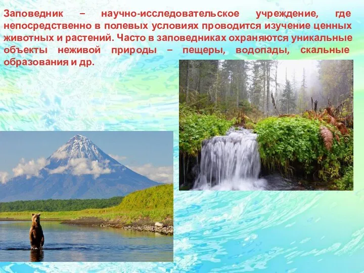 Заповедник – научно-исследовательское учреждение, где непосредственно в полевых условиях проводится изучение