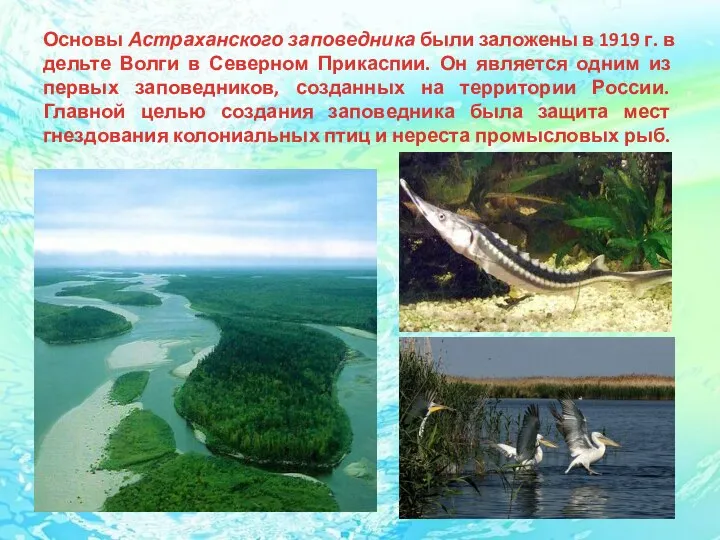 Основы Астраханского заповедника были заложены в 1919 г. в дельте Волги