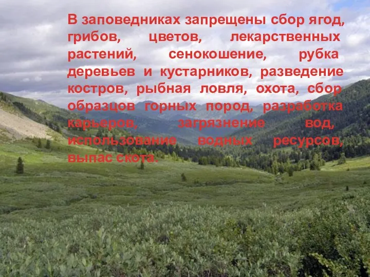 В заповедниках запрещены сбор ягод, грибов, цветов, лекарственных растений, сенокошение, рубка