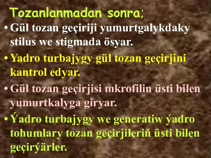 Tozanlanmadan sonra; Gül tozan geçiriji yumurtgalykdaky stilus we stigmada ösyar. Yadro