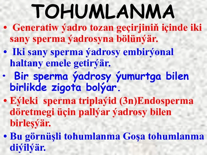 TOHUMLANMA Generatiw ýadro tozan geçirjiniň içinde iki sany sperma ýadrosyna bölünýär.