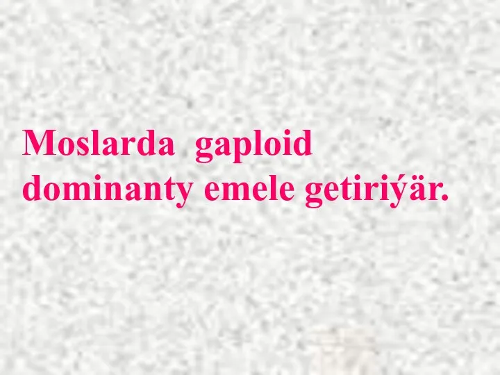 Moslarda gaploid dominanty emele getiriýär.