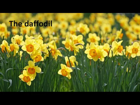 The daffodil