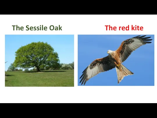 The Sessile Oak The red kite