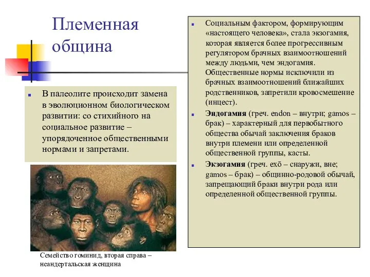 Племенная община В палеолите происходит замена в эволюционном биологическом развитии: со