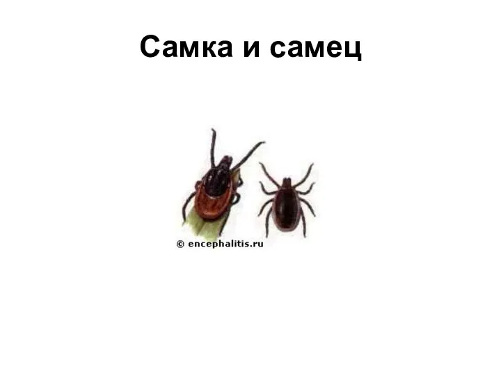 Самка и самец