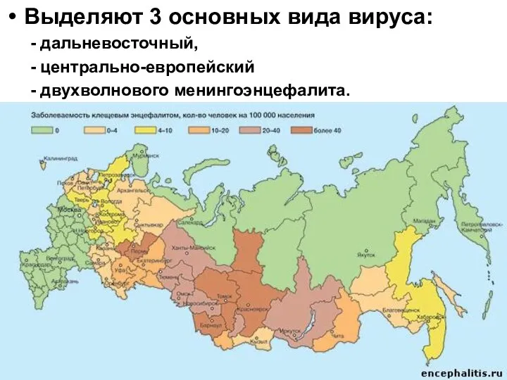 Выделяют 3 основных вида вируса: - дальневосточный, - центрально-европейский - двухволнового менингоэнцефалита.