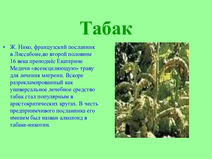 Табак Ж. Нико, французский посланник в Лиссабоне,во второй половине 16 века