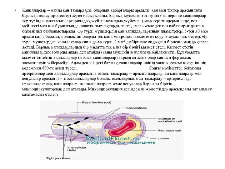 Капиллярлар – майда қан тамырлары, олардың қабарғалары арқылы қан мен тіндер