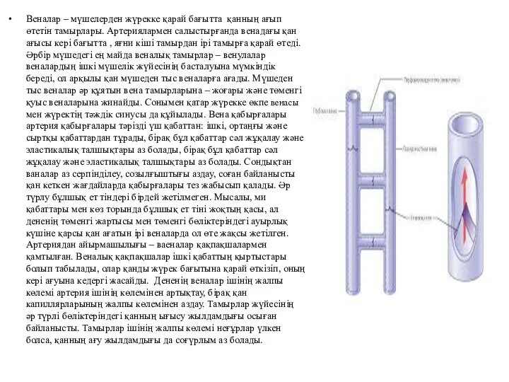 Веналар – мүшелерден жүрекке қарай бағытта қанның ағып өтетін тамырлары. Артериялармен