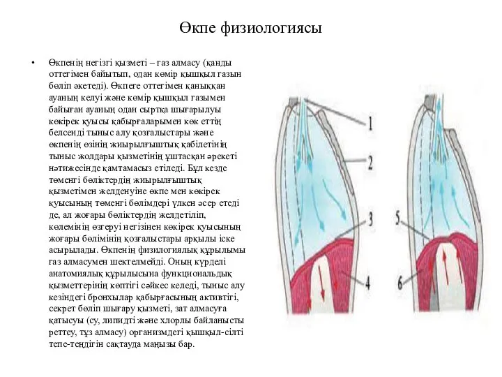 Өкпе физиологиясы Өкпенің негізгі қызметі – газ алмасу (қанды оттегімен байытып,