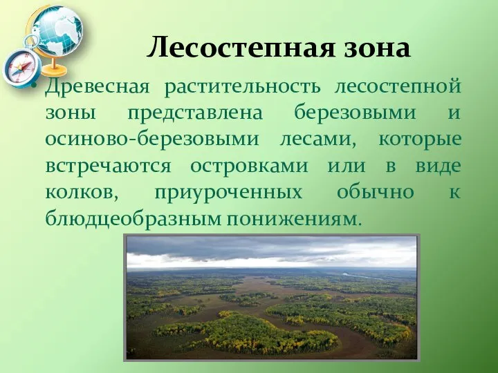 Лесостепная зона Древесная растительность лесостепной зоны представлена березовыми и осиново-березовыми лесами,