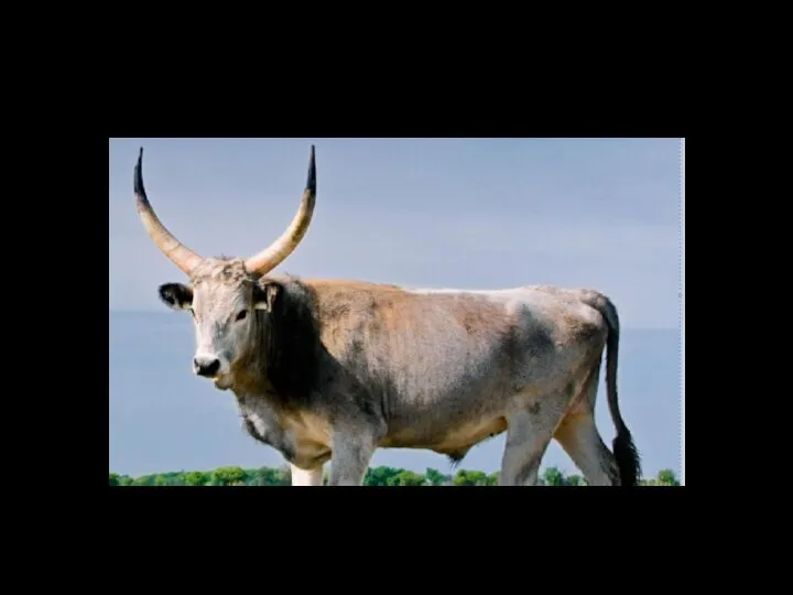 Hungarian grey cattle