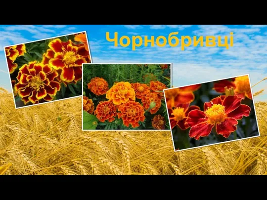 Чорнобривці