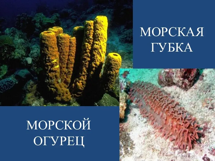 МОРСКАЯ ГУБКА МОРСКОЙ ОГУРЕЦ