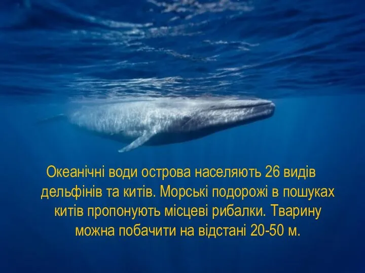 Океанічні води острова населяють 26 видів дельфінів та китів. Морські подорожі