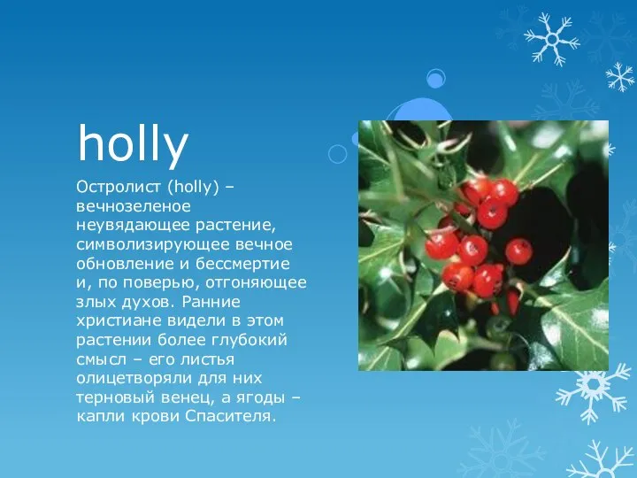 holly Остролист (holly) – вечнозеленое неувядающее растение, символизирующее вечное обновление и