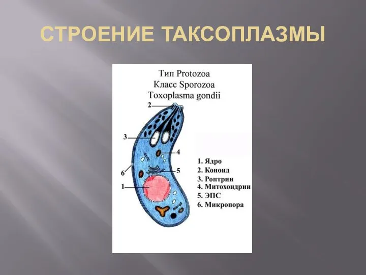 СТРОЕНИЕ ТАКСОПЛАЗМЫ