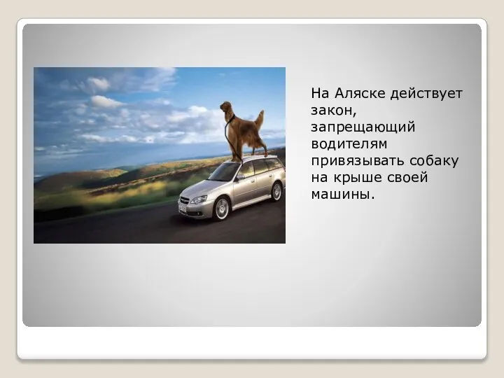 На Аляске действует закон, запрещающий водителям привязывать собаку на крыше своей машины.