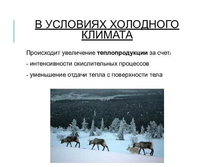 В УСЛОВИЯХ ХОЛОДНОГО КЛИМАТА Происходит увеличение теплопродукции за счет: - интенсивности