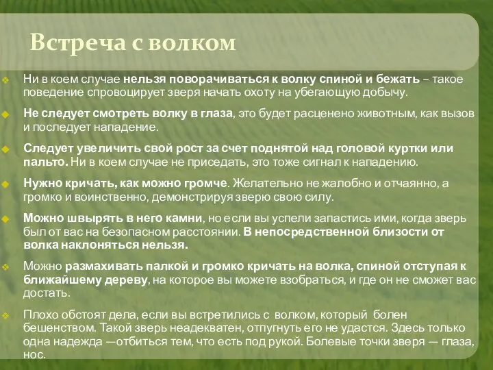 Встреча с волком Ни в коем случае нельзя поворачиваться к волку