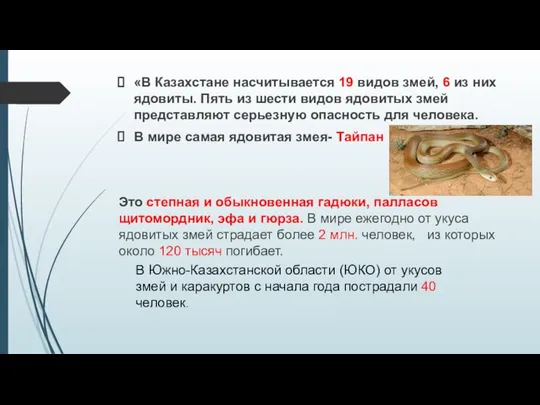 «В Казахстане насчитывается 19 видов змей, 6 из них ядовиты. Пять