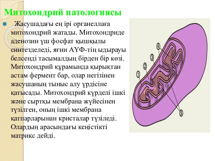 Митохондрий патологиясы Жасушадағы ең ірі органеллаға митохондрий жатады. Митохондриде аденозин үш