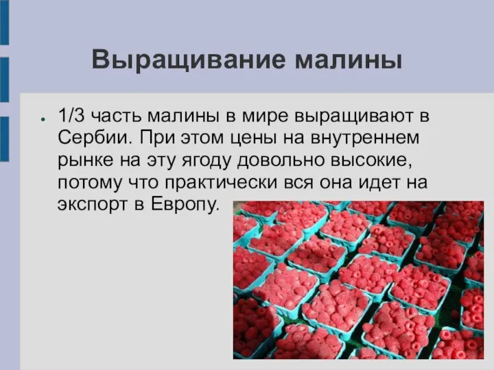 Выращивание малины 1/3 часть малины в мире выращивают в Сербии. При