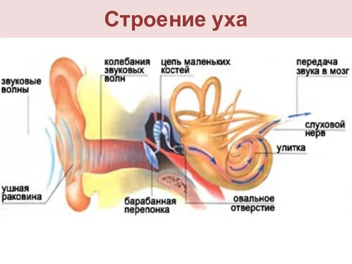 Строение уха