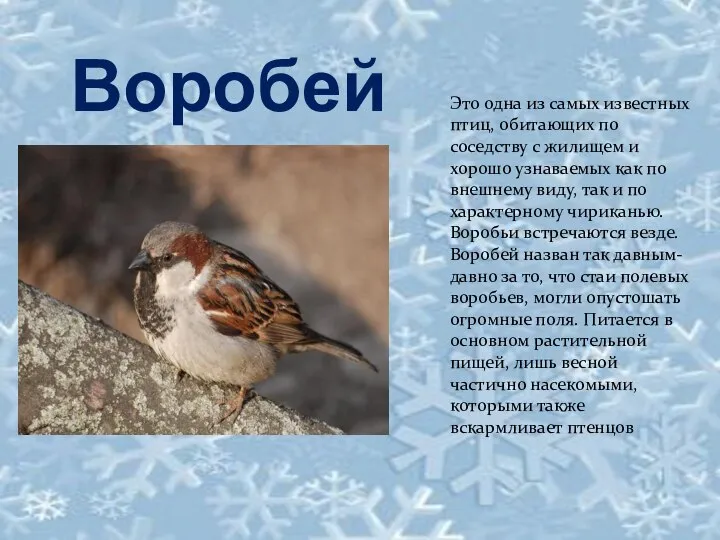 Это одна из самых известных птиц, обитающих по соседству с жилищем