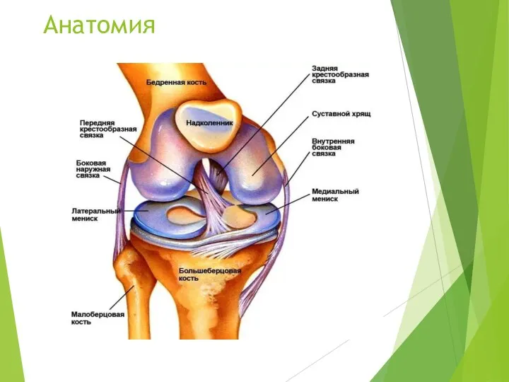 Анатомия