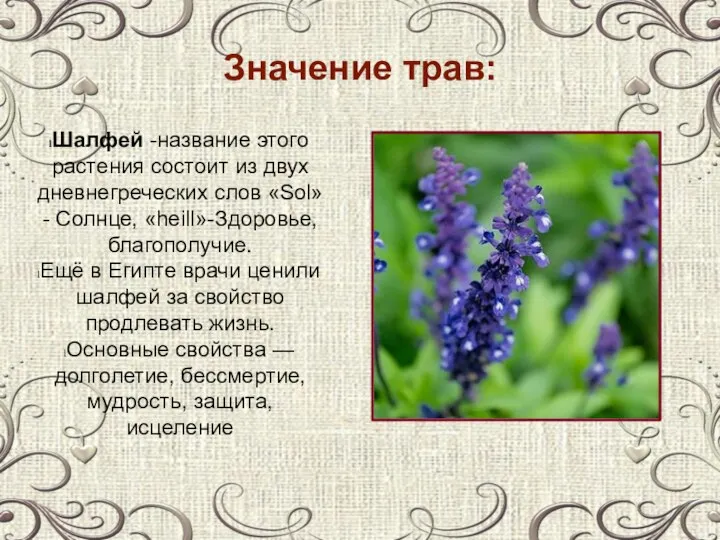 Значение трав: Шалфей -название этого растения состоит из двух дневнегреческих слов