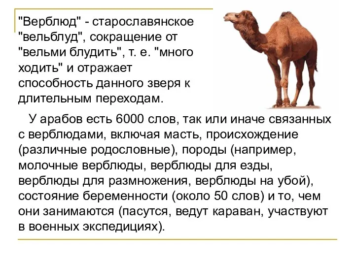 У арабов есть 6000 слов, так или иначе связанных с верблюдами,