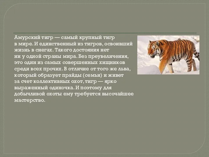 Амурский тигр — самый крупный тигр в мире. И единственный из