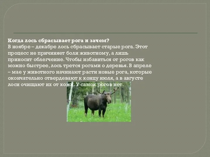 Когда лось сбрасывает рога и зачем? В ноябре – декабре лось