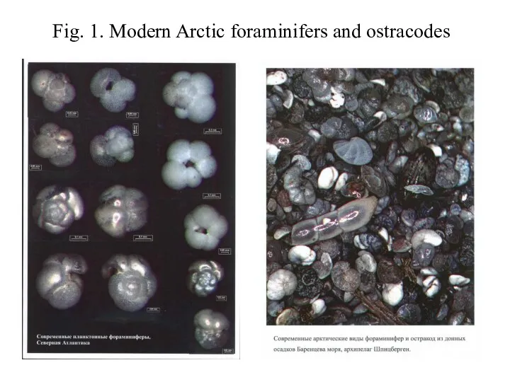 Fig. 1. Modern Arctic foraminifers and ostracodes