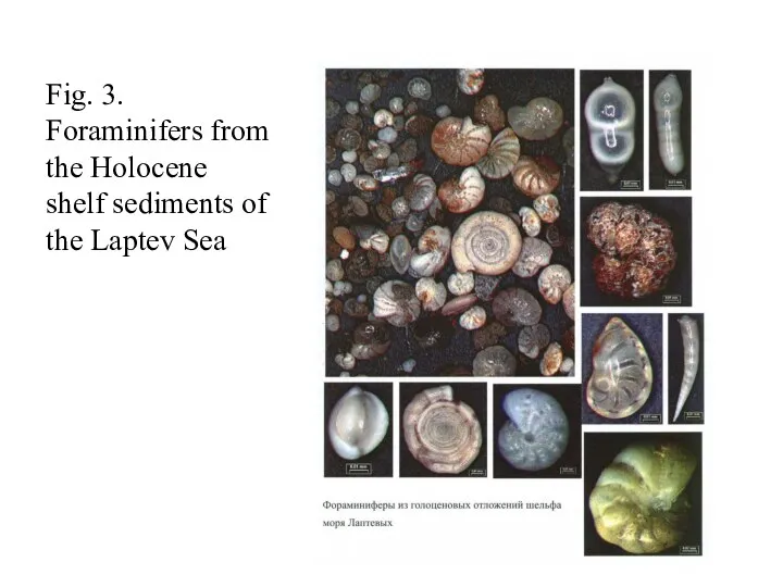 Fig. 3. Foraminifers from the Holocene shelf sediments of the Laptev Sea
