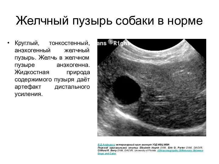 Желчный пузырь собаки в норме Круглый, тонкостенный, анэхогенный желчный пузырь. Желчь