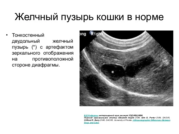 Желчный пузырь кошки в норме Тонкостенный двудольный желчный пузырь (*) с