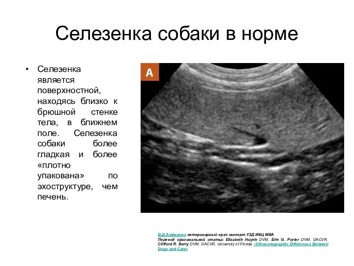 Селезенка собаки в норме Селезенка является поверхностной, находясь близко к брюшной