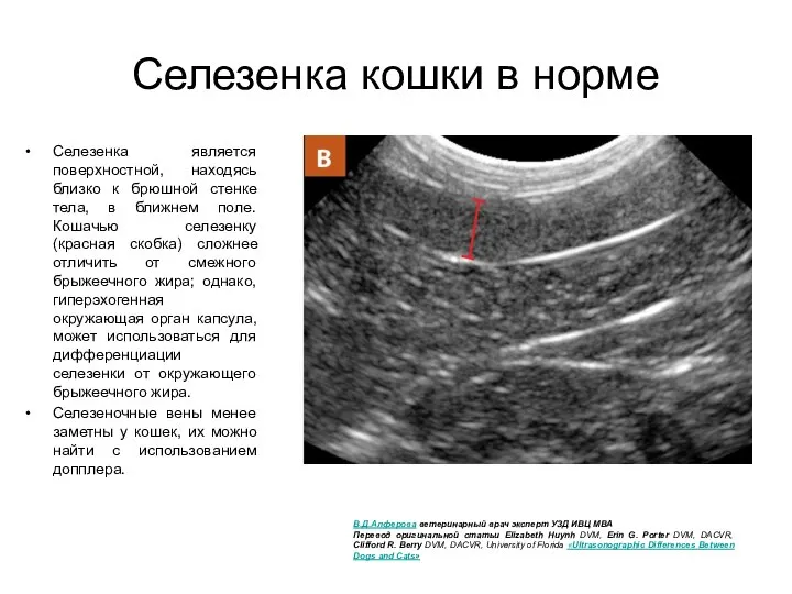 Селезенка кошки в норме Селезенка является поверхностной, находясь близко к брюшной