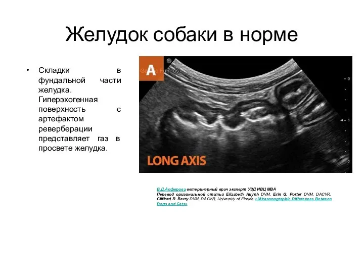 Желудок собаки в норме Складки в фундальной части желудка. Гиперэхогенная поверхность