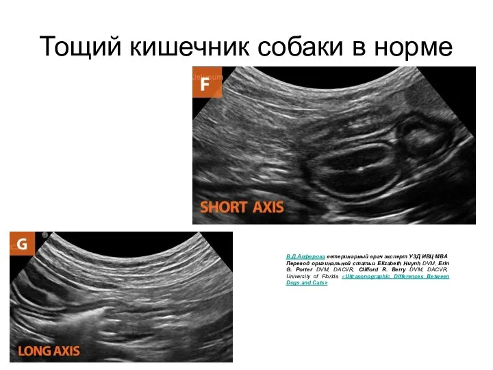 Тощий кишечник собаки в норме В.Д.Алферова ветеринарный врач эксперт УЗД ИВЦ