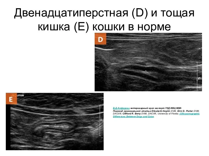 Двенадцатиперстная (D) и тощая кишка (E) кошки в норме В.Д.Алферова ветеринарный