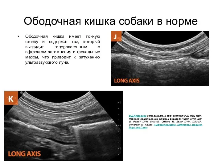 Ободочная кишка собаки в норме Ободочная кишка имеет тонкую стенку и