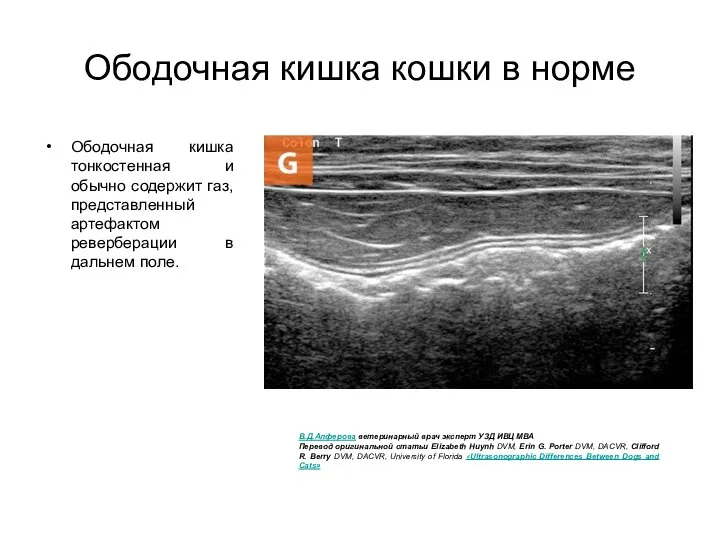 Ободочная кишка кошки в норме Ободочная кишка тонкостенная и обычно содержит