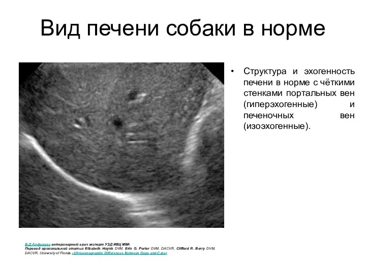 Вид печени собаки в норме Структура и эхогенность печени в норме
