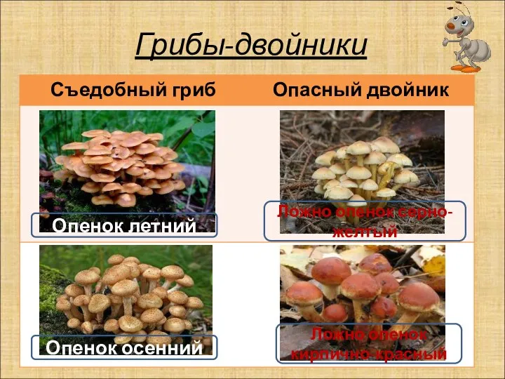 Грибы-двойники Ложно опенок серно-желтый Опенок летний Ложно опенок кирпично-красный Опенок осенний