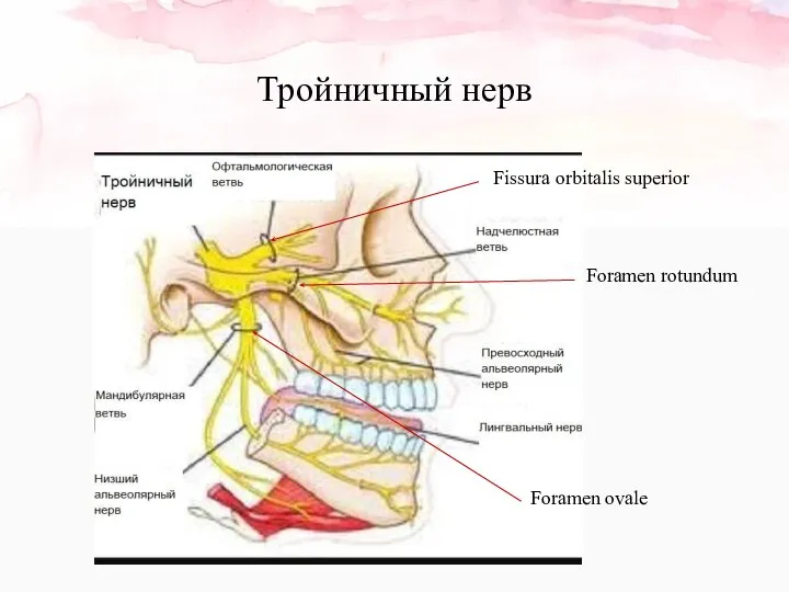 Тройничный нерв Fissura orbitalis superior Foramen rotundum Foramen ovale