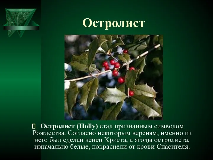 Остролист Остролист (Holly) стал признанным символом Рождества. Согласно некоторым версиям, именно